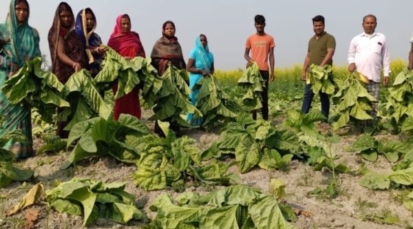 ताजपुर के मोरवा में उपद्रवियों की करतूत: एक बीघा से अधिक तंबाकू की फसल काटकर किया बर्बाद