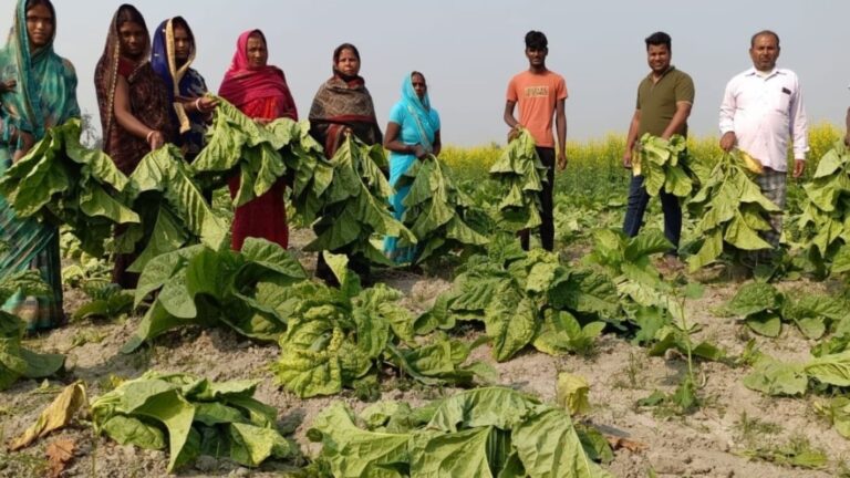 ताजपुर के मोरवा में उपद्रवियों की करतूत: एक बीघा से अधिक तंबाकू की फसल काटकर किया बर्बाद