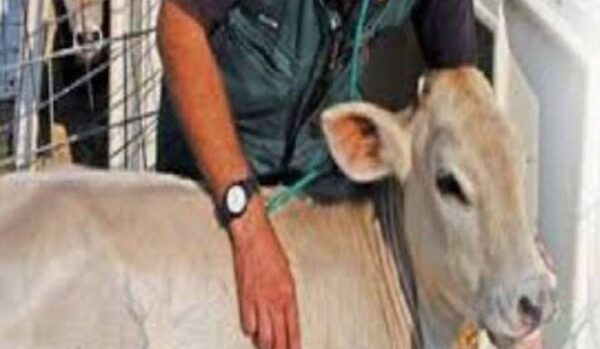 समस्तीपुर में पशुओं की नस्ल में सुधार के लिए विभाग की बड़ी पहल, खुलेंगे आठ नए पशु अस्पताल