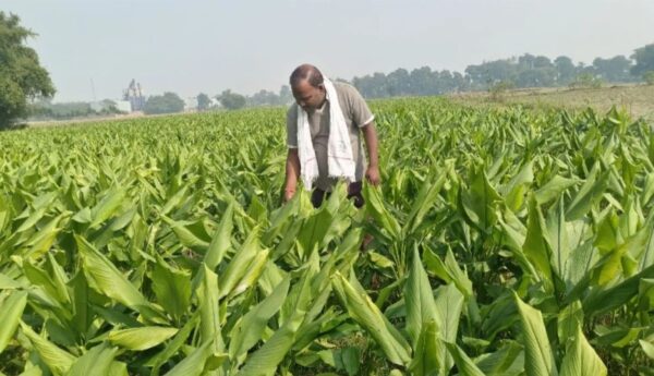 बिहार के हल्दी उत्पादकों के चमकेंगे दिन, प्रोसेसिंग यूनिट से खुलेगा रोजगार का रास्ता