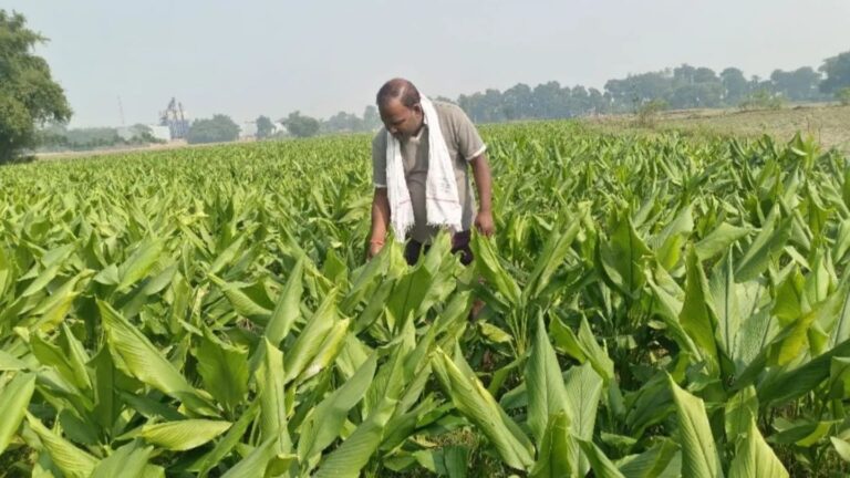 बिहार के हल्दी उत्पादकों के चमकेंगे दिन, प्रोसेसिंग यूनिट से खुलेगा रोजगार का रास्ता